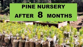 Growing Pine Tree From Seeds  Nursery [upl. by Buttaro]