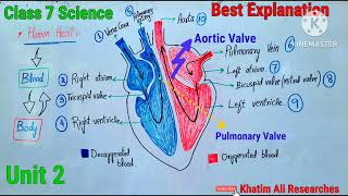 Human Heart  Human Heart in pashto  human heart complete detail [upl. by Regor838]