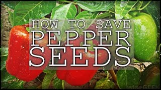 Saving Pepper Seeds  Easy Way To Save Green Pepper Seeds [upl. by Nickey]