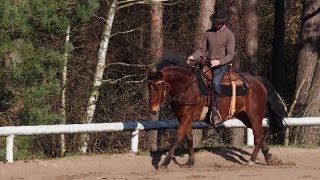 Équitation éthologique  En Selle  Pas Trot amp Galop [upl. by Witcher]