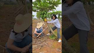 Tree fruit funny short video  Funny video  comedy video  shortvideo funny comedy comedyvideo [upl. by The]