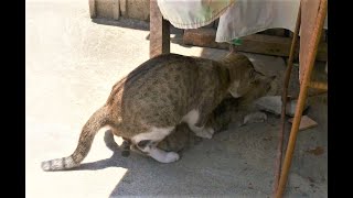 Cats Mating amp Screaming Loudly [upl. by Napier]