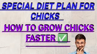 Special diet plan for chickshow to grow chicks fasterchicks panle ka tarika✅ [upl. by Irahk]