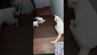 Nasapak sa Pagiging Cute na Kasalanan catvideos cat catlover cutecat [upl. by Aicrop63]