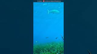 🔱 The Unstoppable Leerfish 🐟spearfishing underwater [upl. by Cirdec]