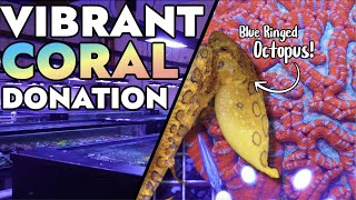 Vibrant Corals Has A VENOMOUS Blue Ringed Octopus  Donates Coral to the Reef Builders Studio [upl. by Dymoke]