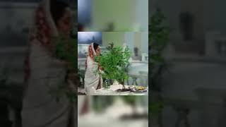 Jai Tulsi maiya 🙏bollywoodyoutubeshorts [upl. by Eniaj]