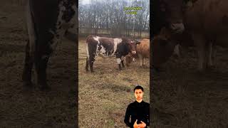 ابقار شورثهورن 7eleven eminim animals cowgoat cow johncena دويتو facts fridayfunny اكس [upl. by Nagram]