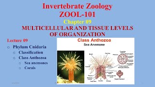 Class Anthozoa Phylum Cnidaria Sea anemones Corals  Coral Reefs [upl. by Inor402]