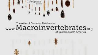 Video Tutorial—macroinvertebratesorg [upl. by Assirram]