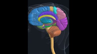 Basal ganglia  Basal Nuclei 3D Putaman Caudate Globus pallidus Fornix Hippocampus Amygdala Thalamus [upl. by Andrade]