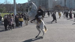 Θεσσαλονίκη Zootechnia Αέρα υπαίθρου έφεραν στο κέντρο της πόλης 30 άλογα διαφόρων φυλών [upl. by Oicnedurp212]