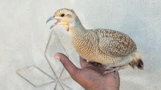 jungali teetar sound grey francolin female voice [upl. by Enytsirhc]