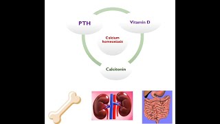 🔴 Calcium Homeostasis amp Regulation DrHazem Sayed [upl. by Anitsugua]