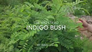 Indigo Bush [upl. by Suravaj]