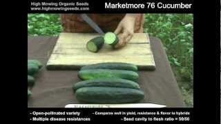 Organic Marketmore 76 Cucumber [upl. by Yumuk802]