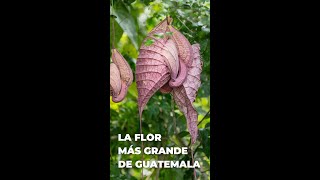 Aristolochia grandiflora  La flor más grande de Guatemala [upl. by Niarda]