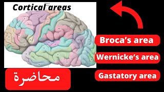 Functional corticalamp association areas of the cerebral cortex neuroanatomy [upl. by Manolo]