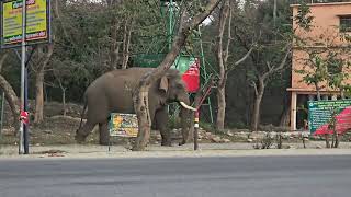 Wild elephant crossing the canal bridge [upl. by Ydnec]