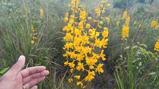 🌼Orquídeas do cerrado Cyrtopodium Paludicolum Mais um show de espetáculo na natureza [upl. by Esilehs]