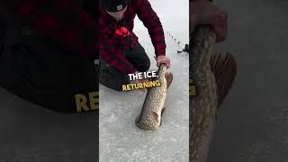 Fisherman Releases Massive Northern Pike Back to the Lake 🐟 🥰 [upl. by Trueman972]