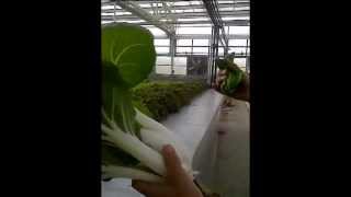 Hydroponics NFT Israel Urban Farming [upl. by Attenad55]