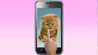 Baby Cat Cute Live Wallpaper [upl. by Yvehc621]