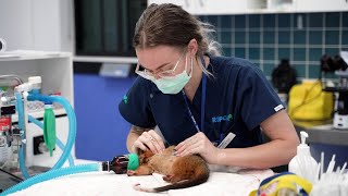 The Buzz  Wildlife and Rescue During the Floods rspcaqld [upl. by Kowalski726]