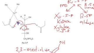 CHEM 407  Pentose Phosphate Pathway  Phosphopentose EpimeraseRibose5Phosphate Isomerase [upl. by Haddad522]