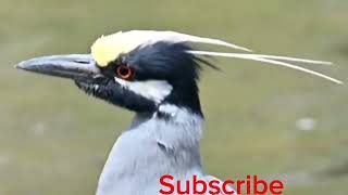 Yellow crowned night heron call [upl. by Onitsoga]