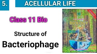 Structure of Viruses  Bacteriophage and TMV  class 11 [upl. by Xenos]