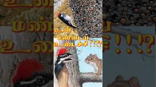 உன் மண்டைய உடைச்சி acorn woodpecker vs squirrel fight svdbdocuments [upl. by Cookie]