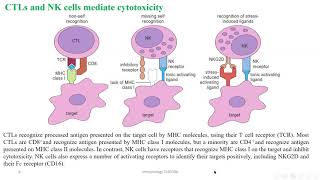 Chapter 10 Cellmediated Cytotoxicity [upl. by Anaehs]