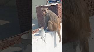 Lhrake balka ke hui m sarara song status viral monkey animallover views 1millionviews [upl. by Melleta553]