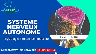 8 Système nerveux autonome  Physiologie 1ére MED [upl. by Geordie]