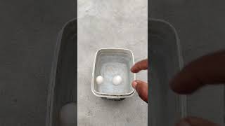 pigeon egg check 🐣  pigeons tips for tricks  shorts youtoubshorts tarindig [upl. by Yancy354]