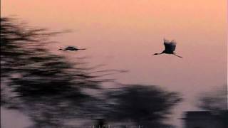 Flight of the Sarus crane [upl. by Nicko]