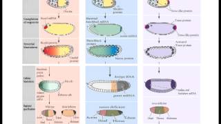 Lecture 5 Drosophila [upl. by Sy]