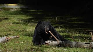 Bear chewing a stick [upl. by Latea]