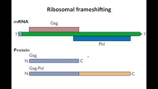 Virology 2013 Lecture 10  Translation [upl. by Michaella709]