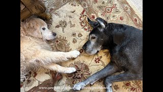 Happy Senior Great Dane amp Golden Retriever Enjoy Nap Time Together [upl. by Nnov]