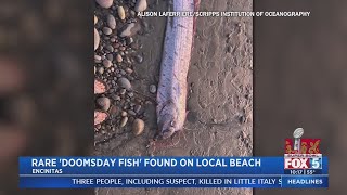 Rare Doomsday Fish found on local beach [upl. by Timms866]