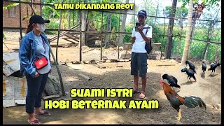 Hobi beternak ayam suami istri kompak datang kekandang reot [upl. by Yrreb753]