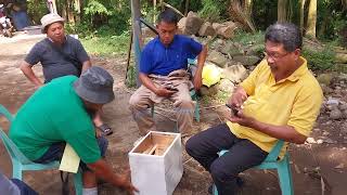 Beekeeping Beginners Common questionsPart 1 Apis Cerana Stingless bess [upl. by Annaerb]