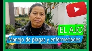 Insecticida casero para plantas con AJO  súper Efectivo [upl. by Jola]