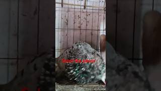 🇧🇩qalmon almond gaditano pair 🇧🇩 viralvideo pigeon pigeonlov bird kabootar birdspecies [upl. by See]