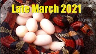 Late March Herping Florida 2021 Scarlet Snake Scarlet Kingsnake comparison [upl. by Woodman]