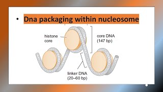 Histone  DNA packaging  Nucleosome [upl. by Carena]