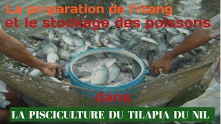 Les étapes pour réussir la pisciculture du tilapia du Nil Oreochromis Niloticus  Partie 2 [upl. by Llenahs]