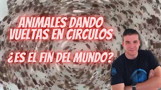 Animales dando vueltas en círculos  Entrevista al Arcángel Joel [upl. by Natalie]